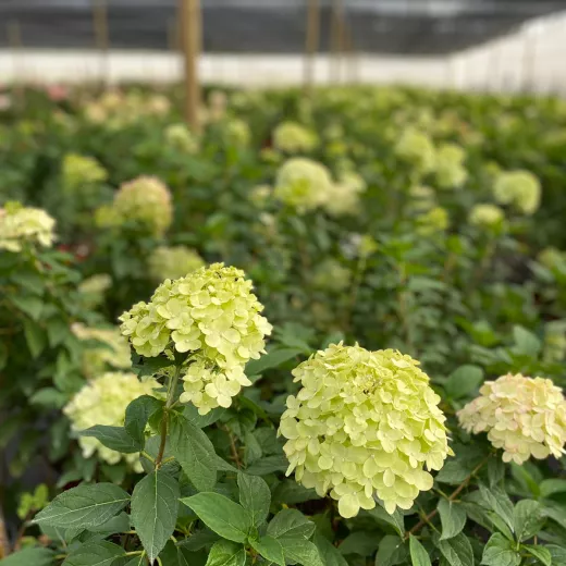 Hydrangea - Paniculata Candle - Limelight - Small: Head Size Smaller Than 12cm