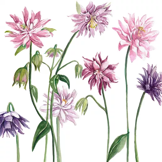 Aquilegia Barlow Formula Mix