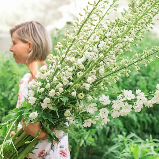 Delphinium White