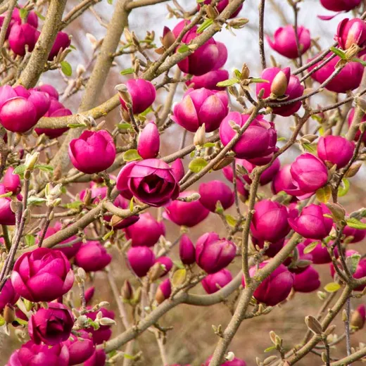 Magnolia Tree - Black Tulip