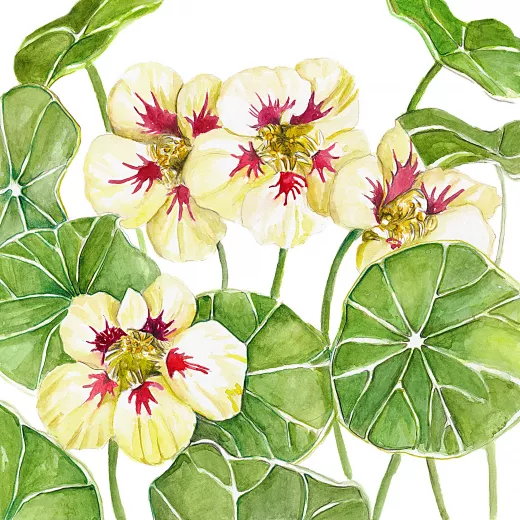 Nasturtium Orchid Cream