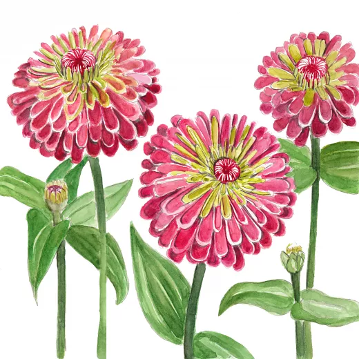 Zinnia Queen Lime Red
