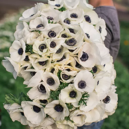 Anemone White with Black Eye Panda