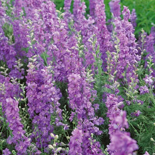 Larkspur Lilac