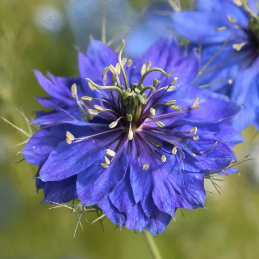 Nigella Dark Blue