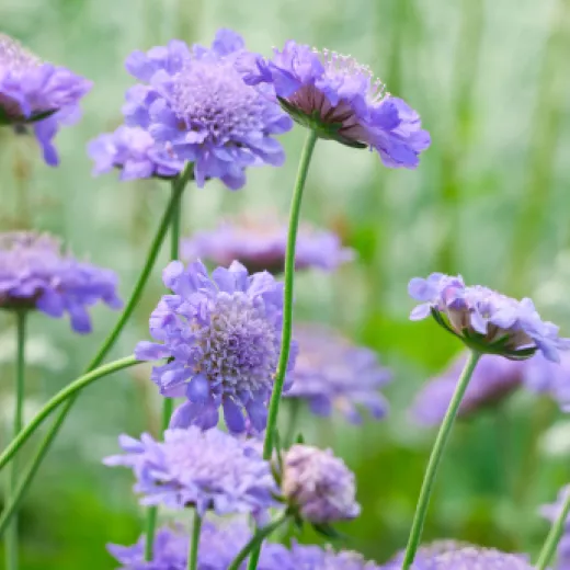 Scabiosa Lilac