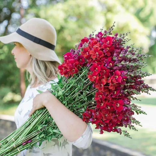 Snapdragon Burgundy