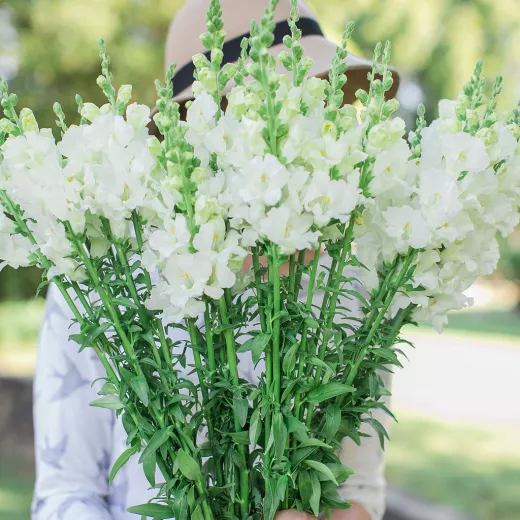 Snapdragon White