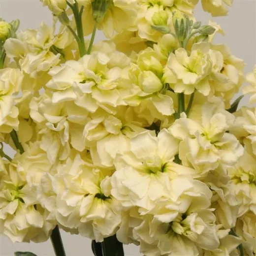 Stocks Matthiola Cream