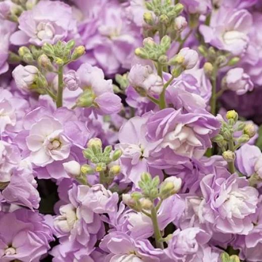 Stocks Matthiola Lilac Lavender