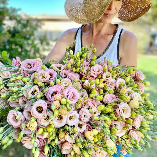 Lisianthus Apricot