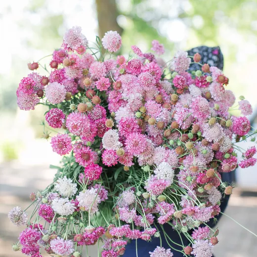 Scabiosa Salmon Pink