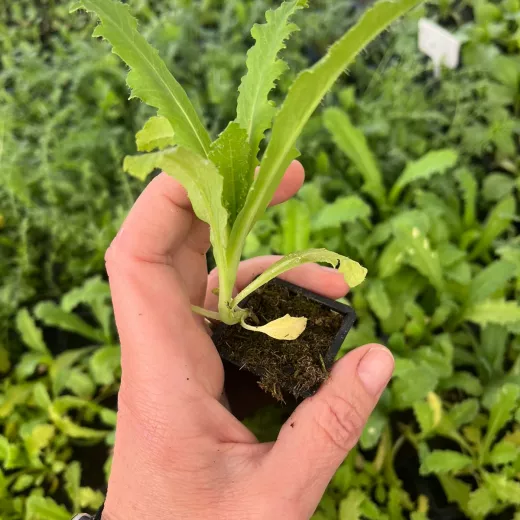Poppy Pods Plant