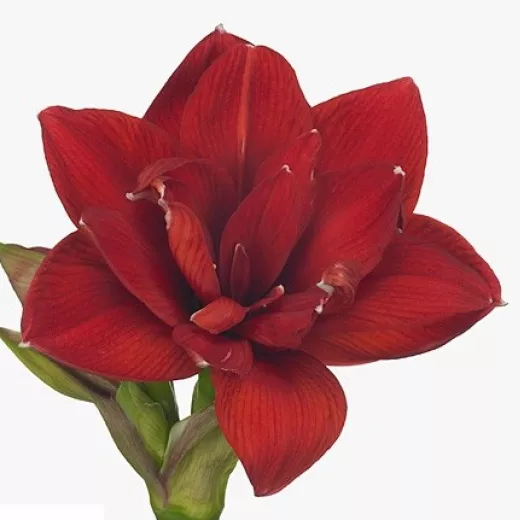 Amaryllis Paso Doble