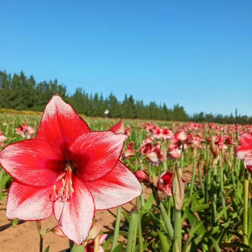 Amaryllis Stardust