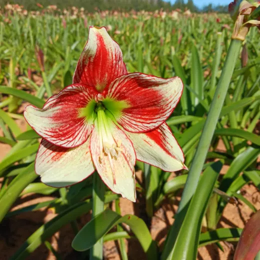 Amaryllis Mozaique