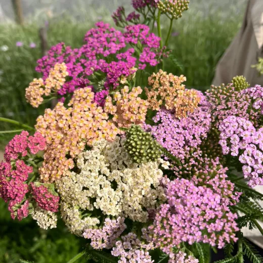 Yarrow Colorado Pastels Mix