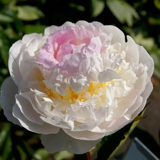 Blush Queen