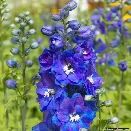 Delphiniums Blue Purple