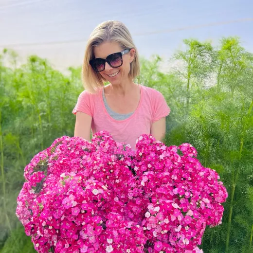 Dianthus Sweet Mix