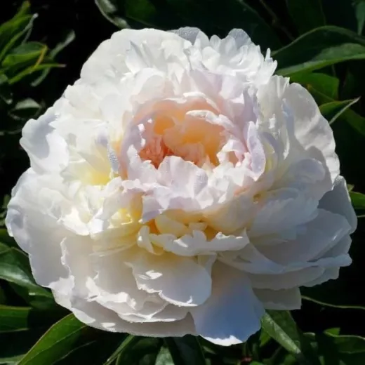 Florence Nicholls