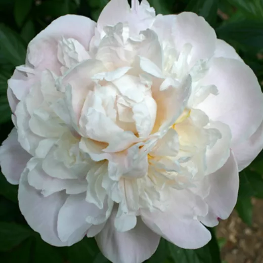 Gardenia