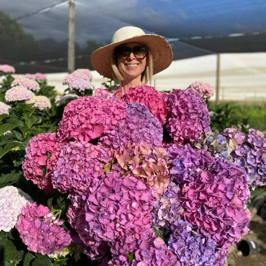 Hydrangea Garnet