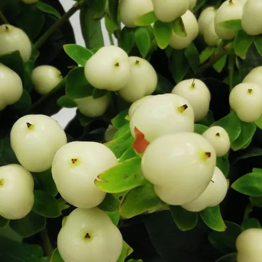 Hypericum White