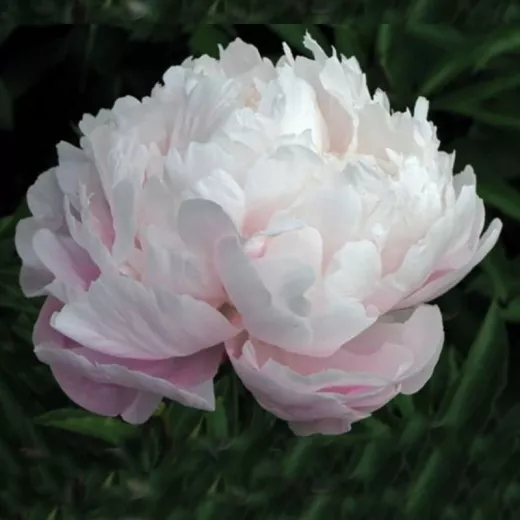 Odile