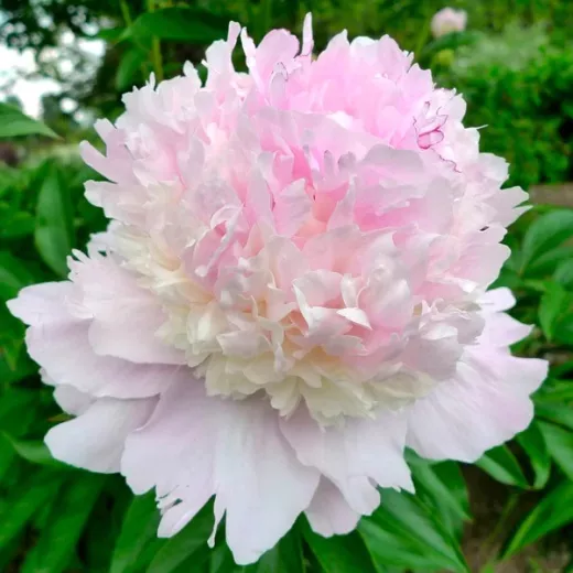 Petticoat Flounce