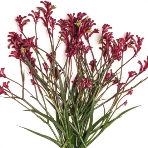 Kangaroo Paws Pink