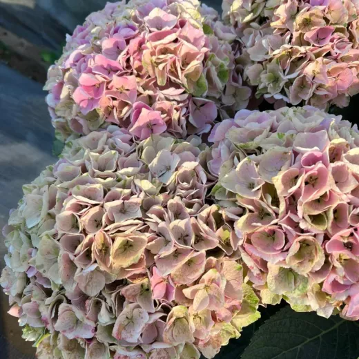 Hydrangea - Blush