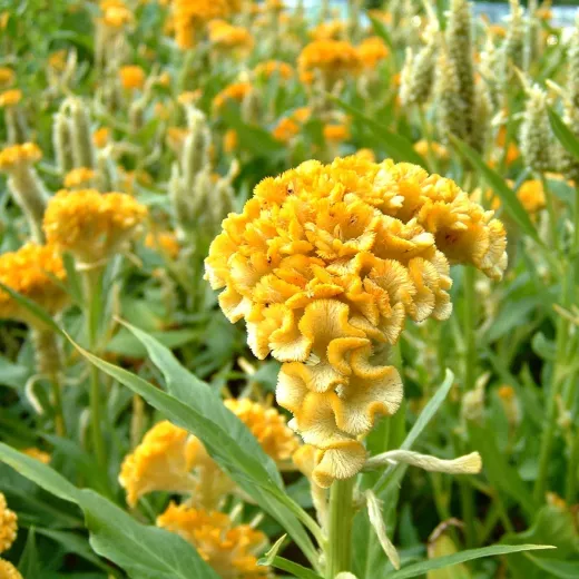 Cockscomb Yellow