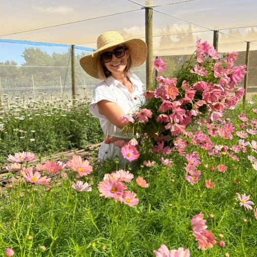 Cosmos Apricotta