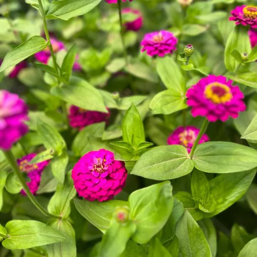 Zinnia Burgundy Carmine Rose 1.jpeg