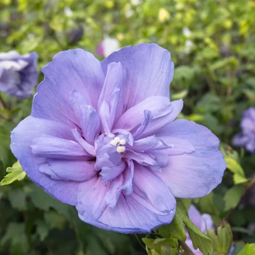 Hibiscus Blue Chiffon