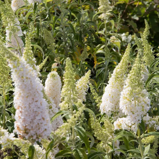 Buddleja White Profusion