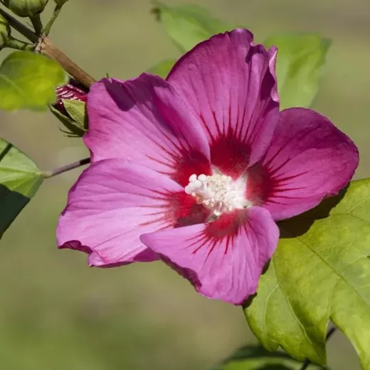 Hibiscus Syr Flogi