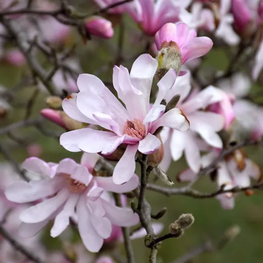 Magnolia Tree Leonard Messel