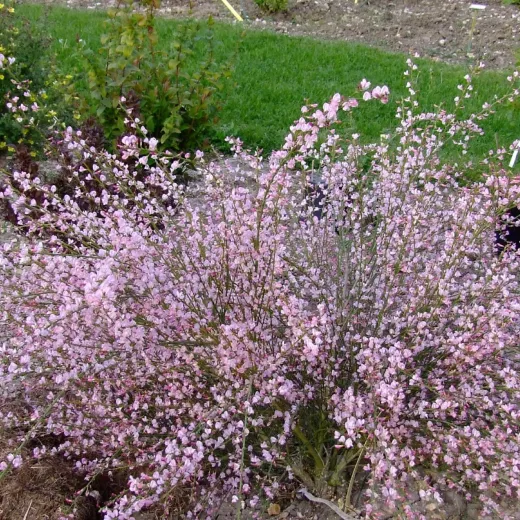 Cytisus Moyclare Pink