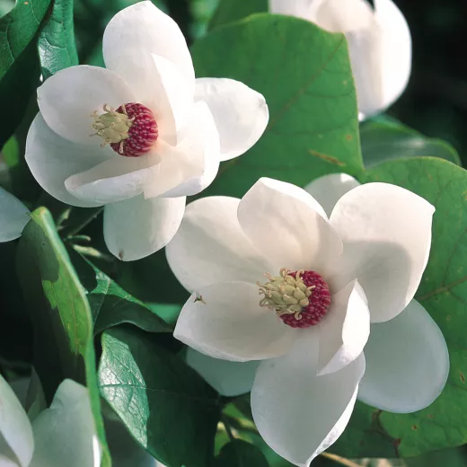 Magnolia Tree Hybrid Sieboldii: