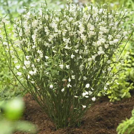 Cytisus White Lion