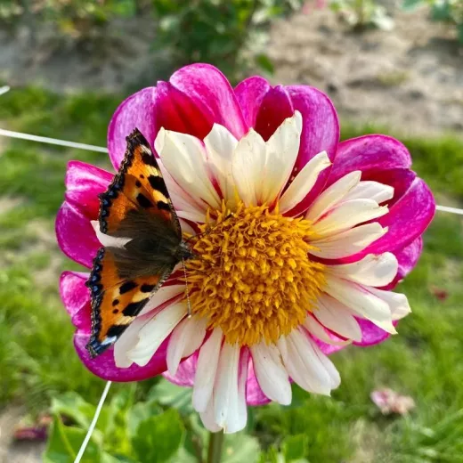 Bumble Rumble