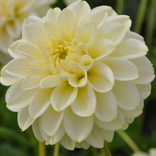 Caramel Antique
