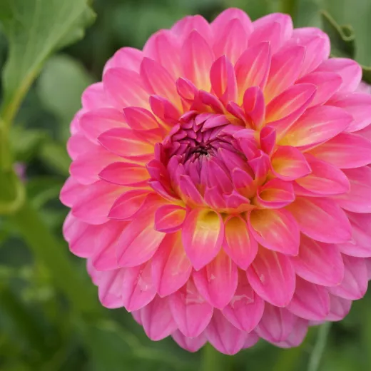 Pink Suffusion