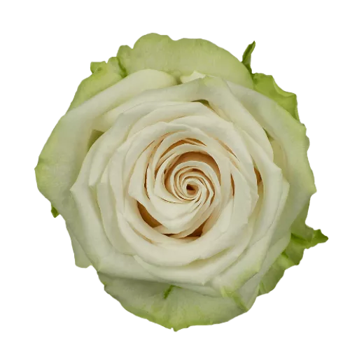 Adalonia