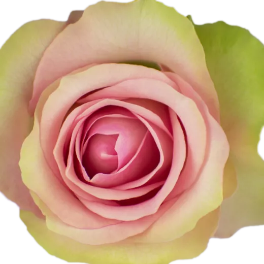 Belle Rose