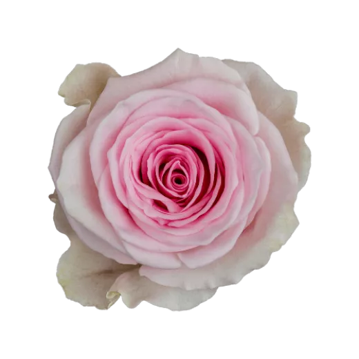 Duchesse