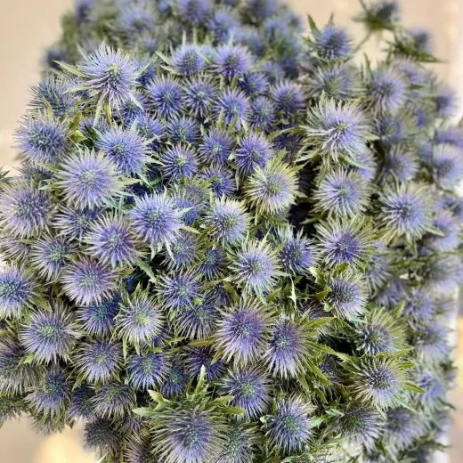 Eryngium