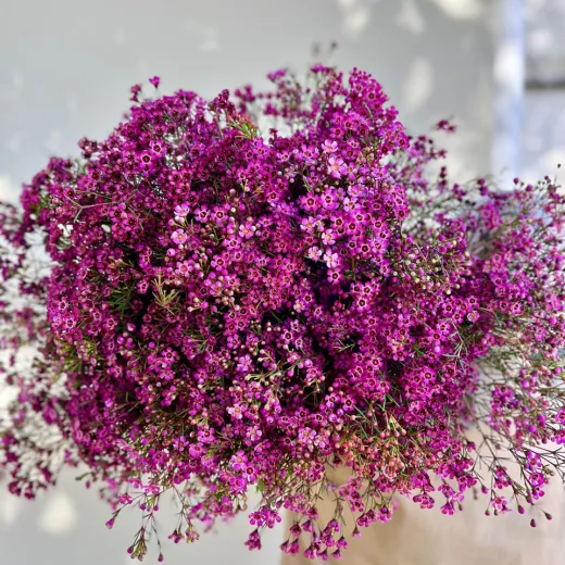 Geraldton Wax - Purple